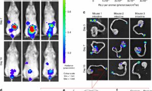 Balance Sheet Template Word Also Host associated Niche Metabolism Controls Enteric Infection Through