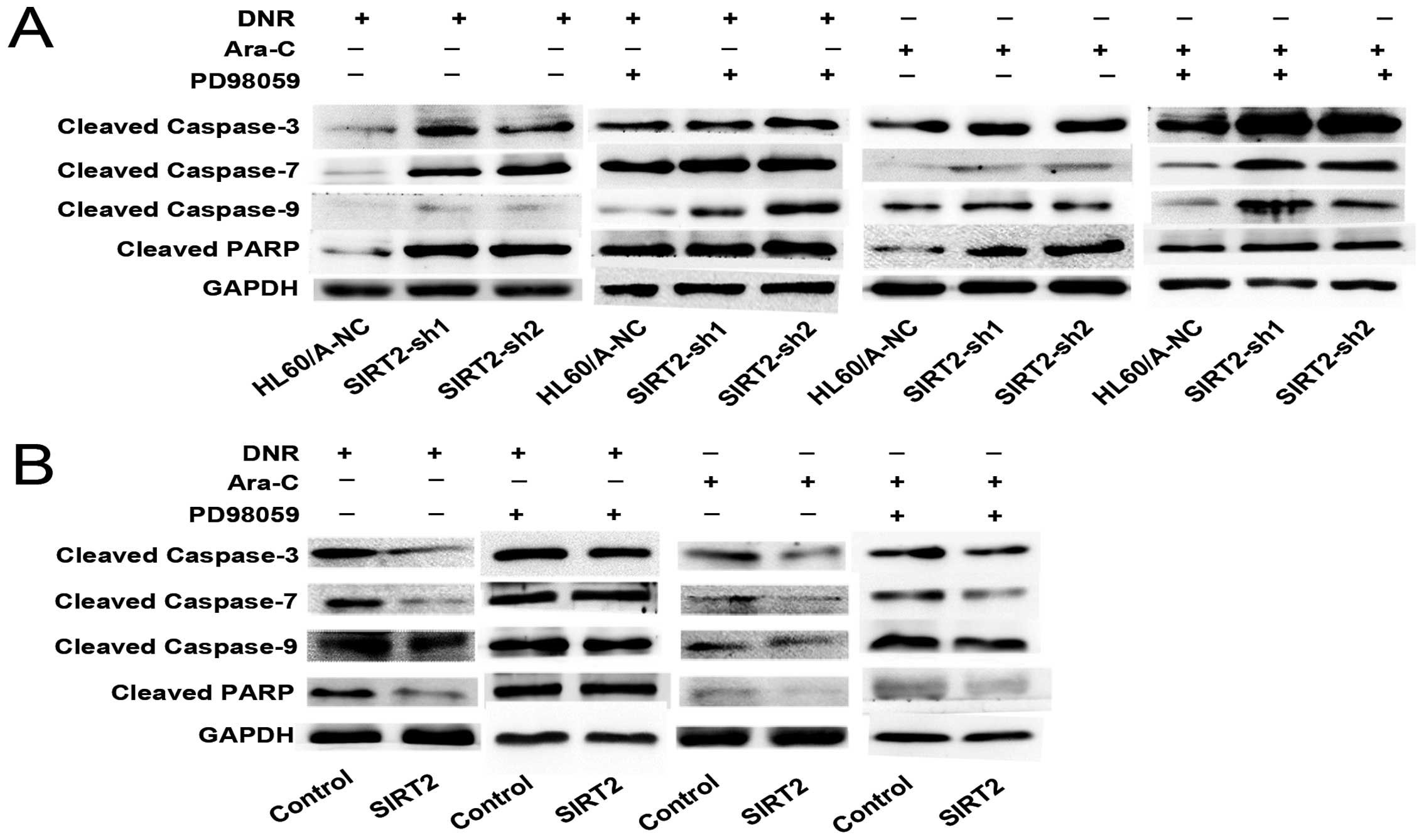 The expression of caspase family proteins in HL60 A and HL60 cells with DNR or Ara C and with or without PD A Cleaved caspase family proteins in